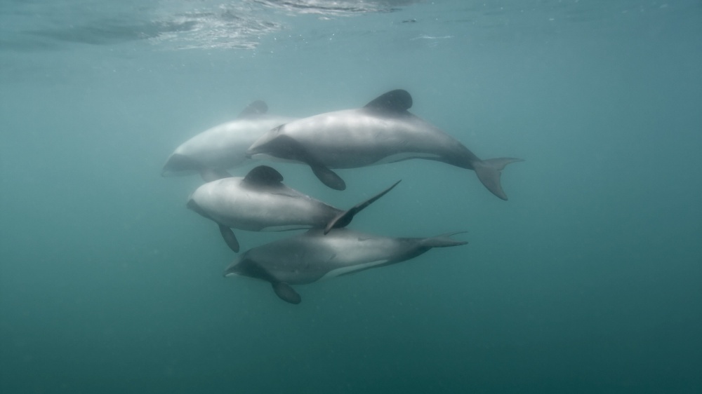 SuuntoHectors-dolphins.jpg